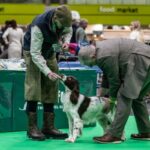 Entries open for BASC’s working dog classes at Crufts 2025