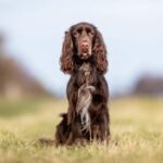 Field Spaniel Dog Breed Health and Care