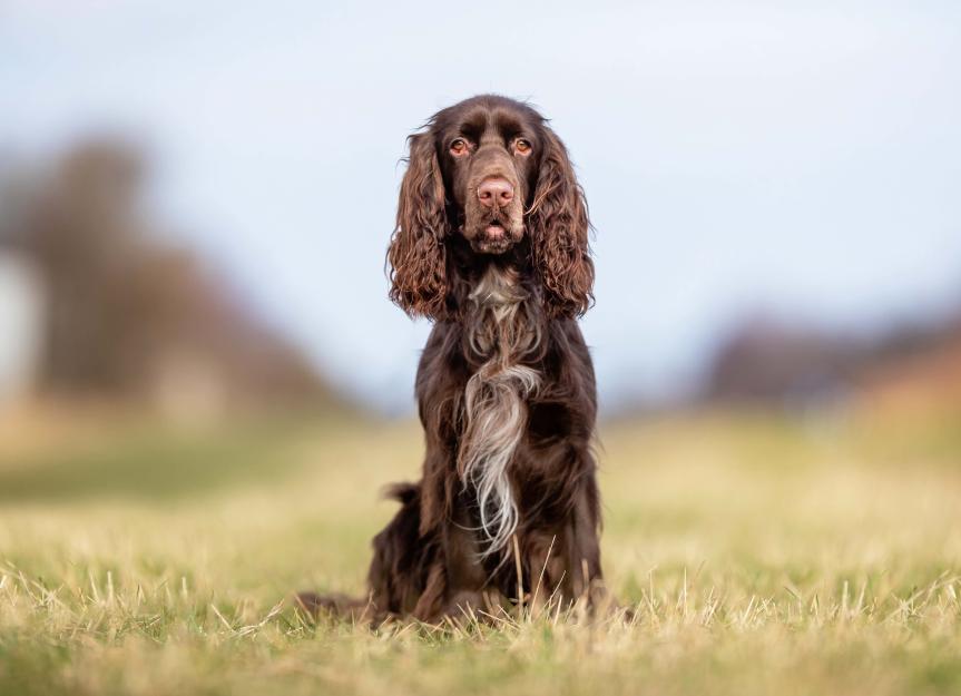 Field Spaniel Dog Breed Health and Care 1 Field Spaniel Dog Breed Health and Care