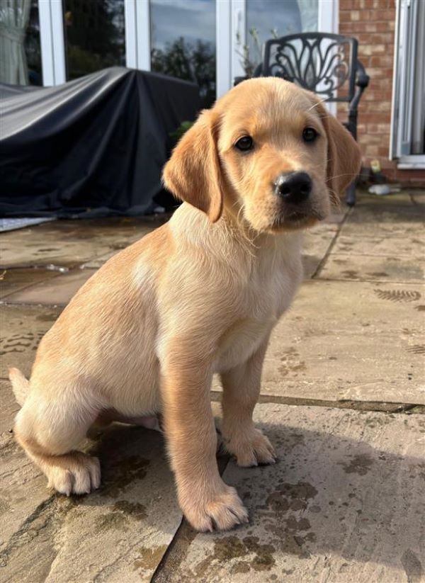 Bagel the Guide Dog puppy makes himself at home in Worcester 1 Bagel the Guide Dog puppy makes himself at home in Worcester