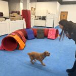 Get a Start Line Stay that Works – American Kennel Club