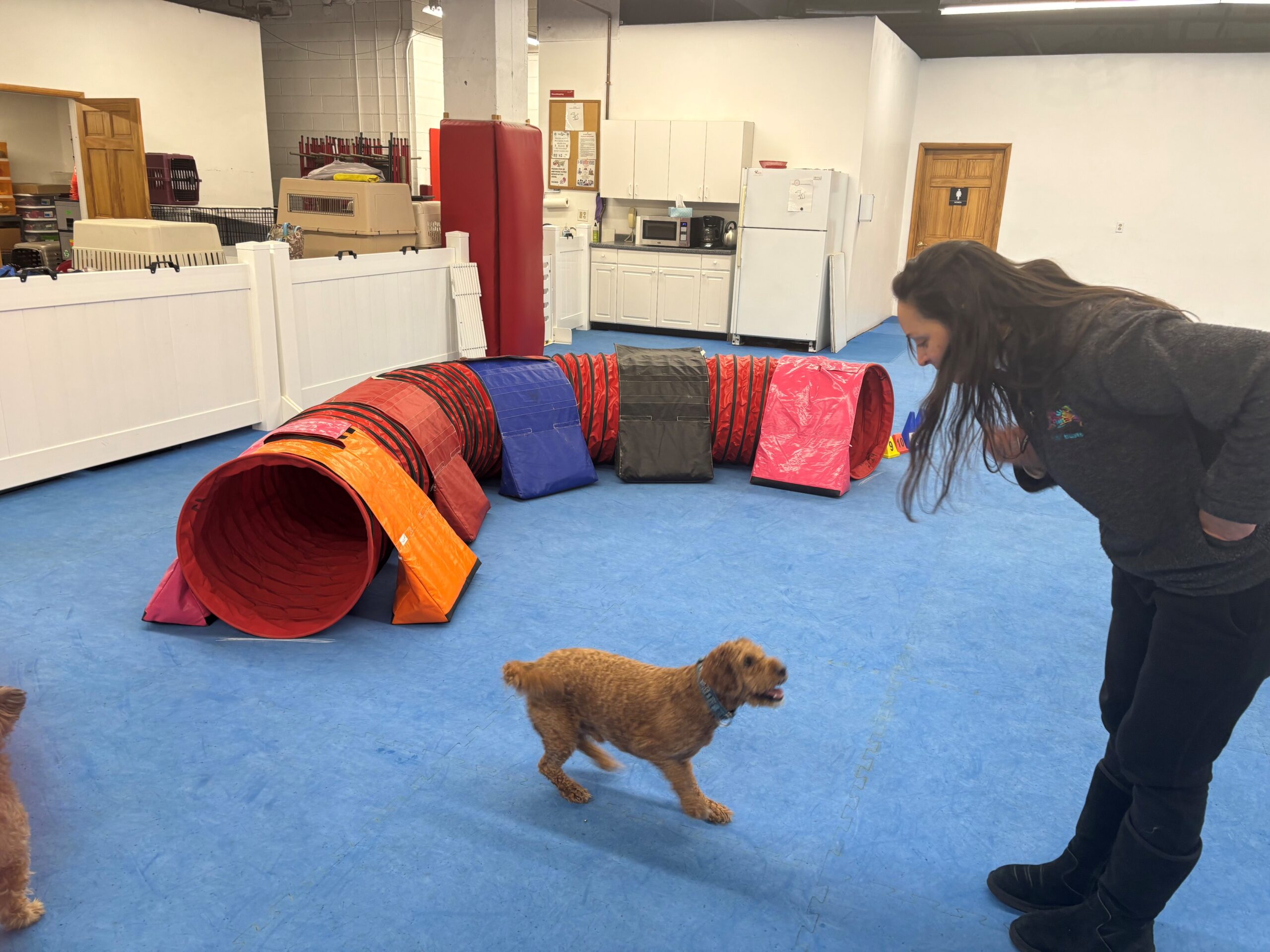 Get a Start Line Stay that Works – American Kennel Club 9 Get a Start Line Stay that Works – American Kennel Club