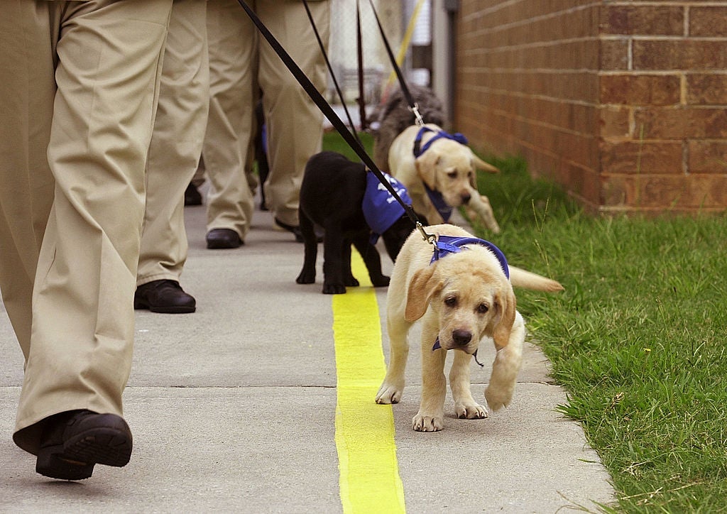 Volunteers Needed to Raise 65 Puppies Training to Become Guide Dogs