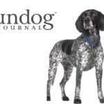 Gundog breed spotlight – Braque D’auvergne