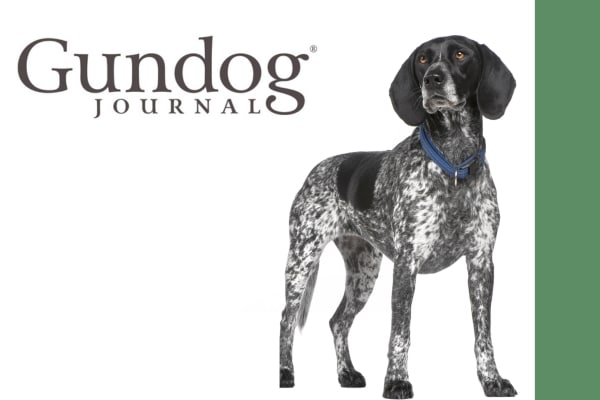 Gundog breed spotlight - Braque D’auvergne