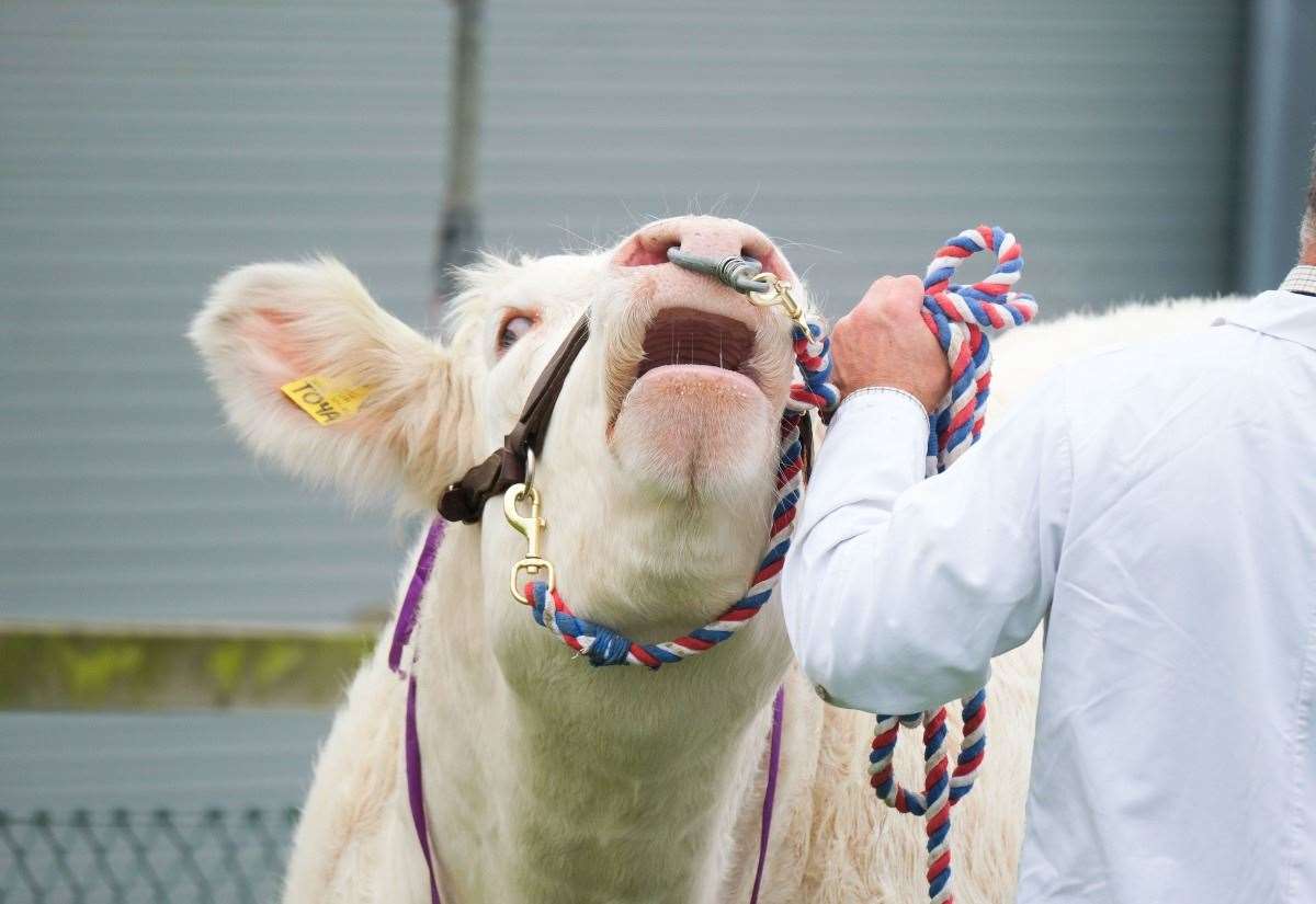 Here’s all you need to know about what to see and do on Sunday at Newbury Show 21 Here’s all you need to know about what to see and do on Sunday at Newbury Show