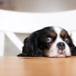 How to Stop a Dog From Begging