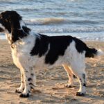 I tried clicker training with my spaniel and had a breakthrough moment