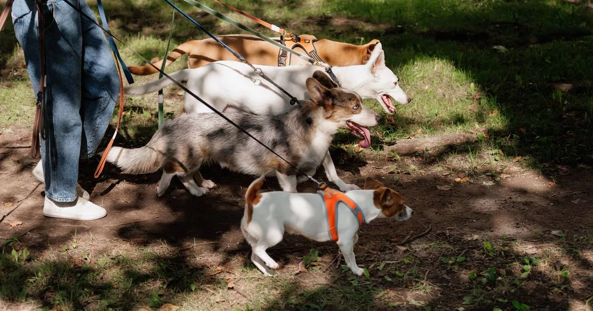 'I'm a dog trainer - this cute breed may be a terrible choice for pet lovers' 2 'I'm a dog trainer - this cute breed may be a terrible choice for pet lovers'