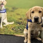 BC and Alberta Guide Dogs training facility opens in Edmonton – Edmonton