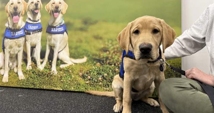 BC and Alberta Guide Dogs training facility opens in Edmonton - Edmonton