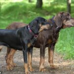 Meet Britain’s newest dog breed! Polish Hunting Dog is officially granted recognition by The Kennel Club – making it the 223rd breed in the UK