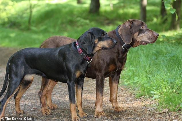 Meet Britain's newest dog breed! Polish Hunting Dog is officially granted recognition by The Kennel Club - making it the 223rd breed in the UK