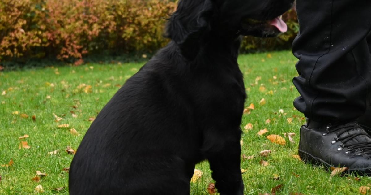 Meet Cheshire Police’s newest canine crime fighter, Peppa