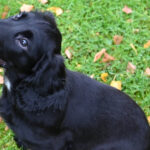 Meet Cheshire Police’s newest four-legged crime fighter | Local News | News | Macclesfield Nub News