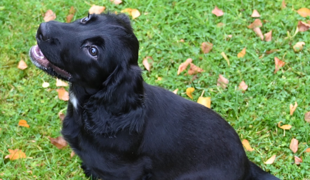 Meet Cheshire Police's newest four-legged crime fighter | Local News | News | Macclesfield Nub News 2 Meet Cheshire Police's newest four-legged crime fighter | Local News | News | Macclesfield Nub News