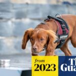 Meet Jinx, the dog on a mission to protect Welsh bird colonies from rats | Wales