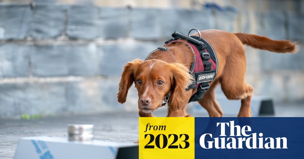 Meet Jinx, the dog on a mission to protect Welsh bird colonies from rats | Wales 1 Meet Jinx, the dog on a mission to protect Welsh bird colonies from rats | Wales