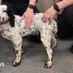 Mole Valley: Stolen spaniel reunited with owners after eight years