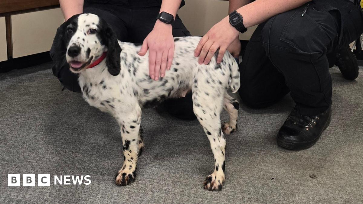 Mole Valley: Stolen spaniel reunited with owners after eight years 15 Mole Valley: Stolen spaniel reunited with owners after eight years
