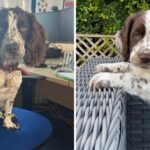 Norfolk and Suffolk police: Meet new police dog puppy Daisy