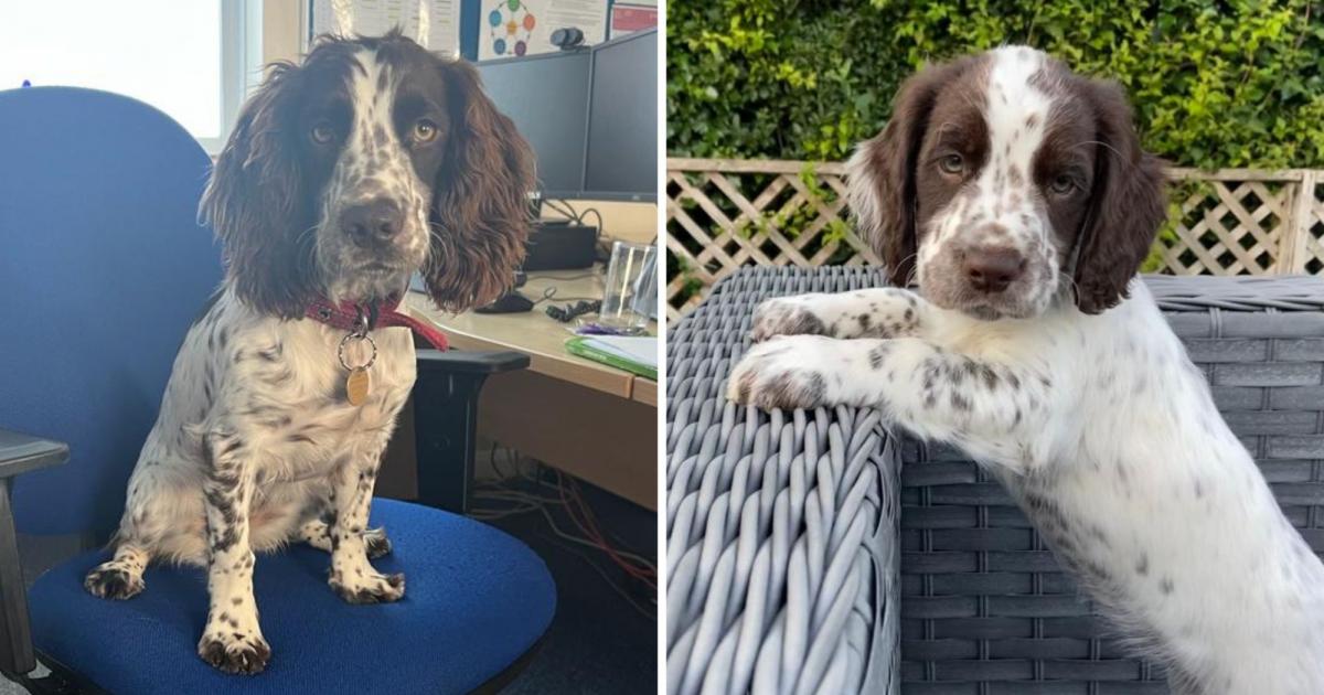 Norfolk and Suffolk police: Meet new police dog puppy Daisy 1 Norfolk and Suffolk police: Meet new police dog puppy Daisy