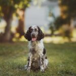 Obedient English Springer Spaniel Crashes Training Class at Dog Park Like a Boss