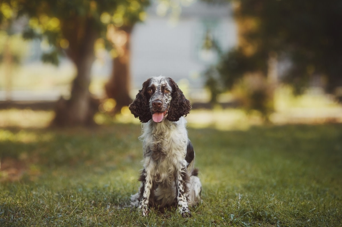 Obedient English Springer Spaniel Crashes Training Class at Dog Park Like a Boss 15 Obedient English Springer Spaniel Crashes Training Class at Dog Park Like a Boss