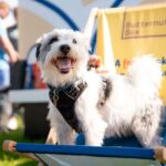 Paws in the Park dog show brings competitions, stunts and displays to the Kent Event Centre in Detling