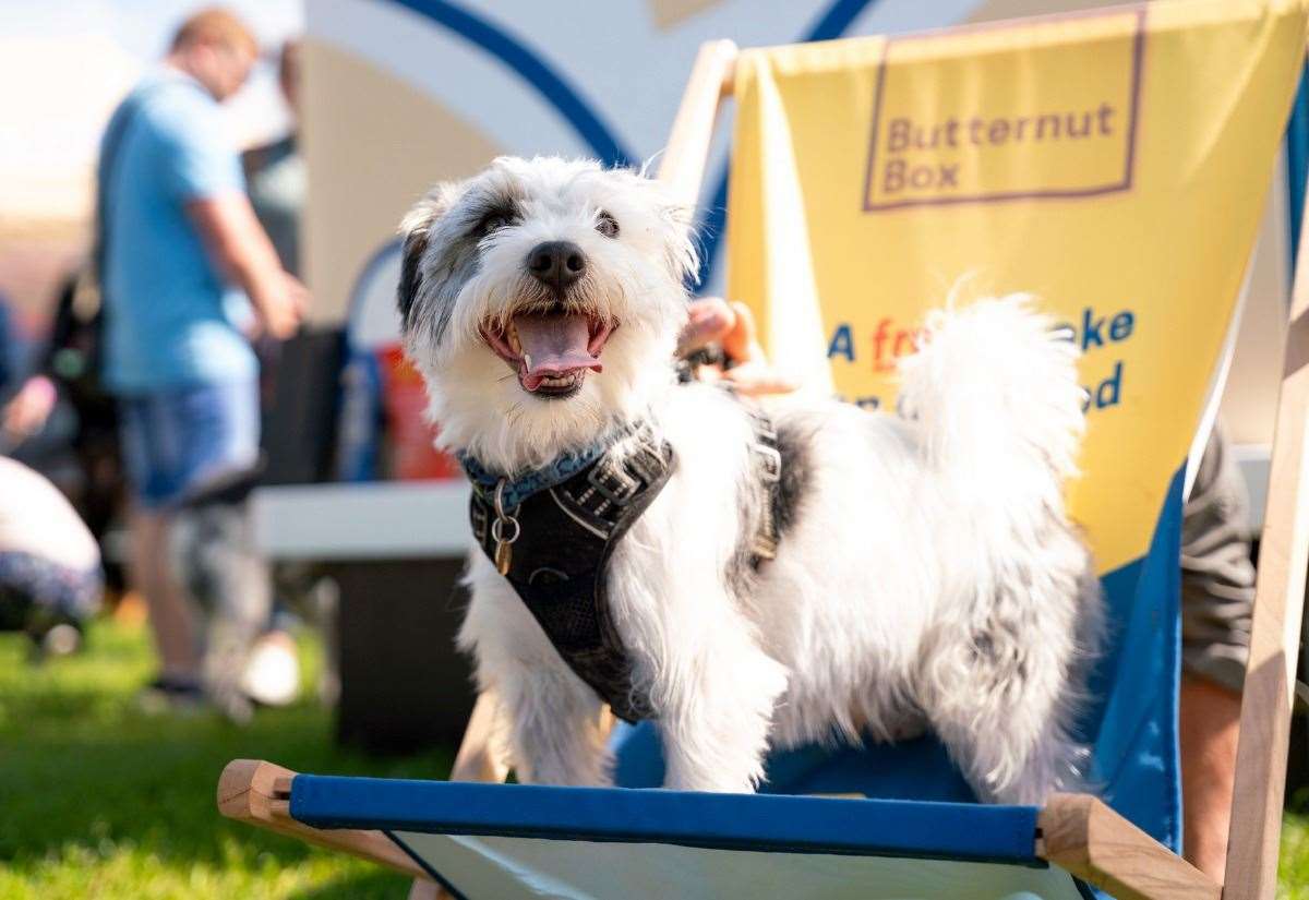 Paws in the Park dog show brings competitions, stunts and displays to the Kent Event Centre in Detling 7 Paws in the Park dog show brings competitions, stunts and displays to the Kent Event Centre in Detling