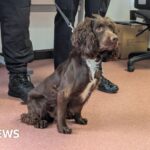Rescue spaniel joins Avon and Somerset Police’s dog unit