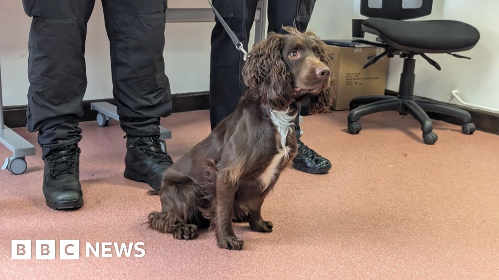 Rescue spaniel joins Avon and Somerset Police's dog unit 7 Rescue spaniel joins Avon and Somerset Police's dog unit