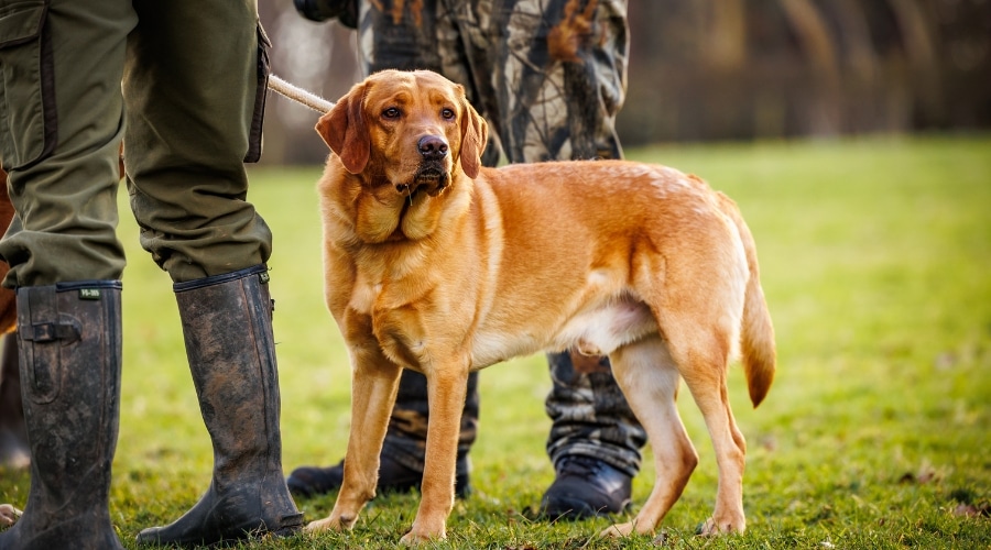 Second chance gundogs – BASC