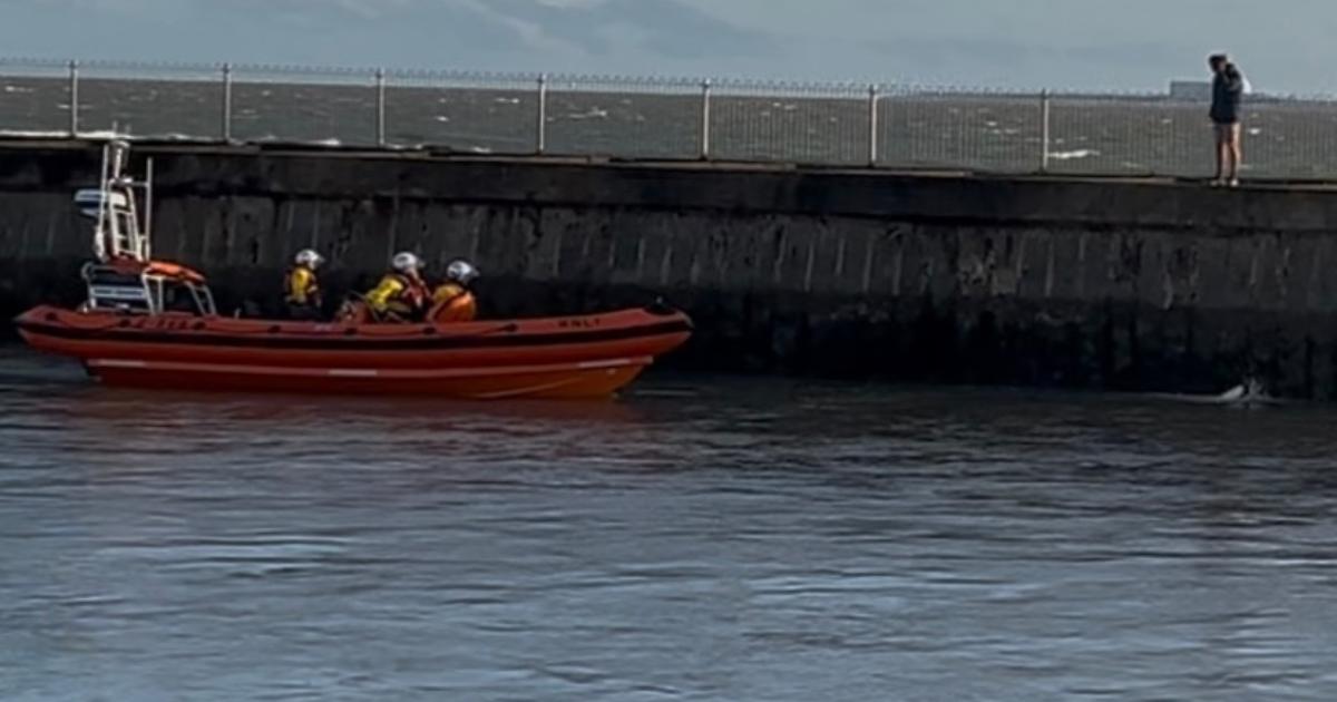 Southwold lifeboat crew rescue springer spaniel from river