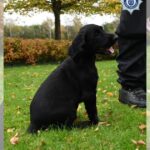 Sprocker Spaniel to begin Cheshire Police dog training