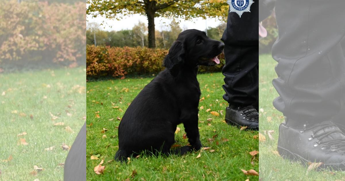 Sprocker Spaniel to begin Cheshire Police dog training