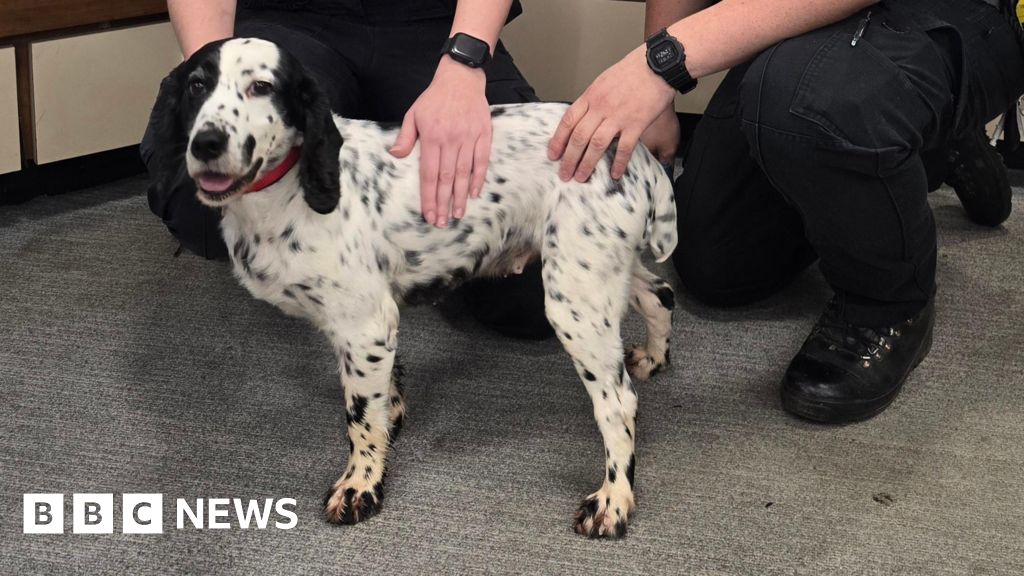 Stolen spaniel reunited with owners after eight years