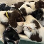 Surrey Police looking for puppy minders