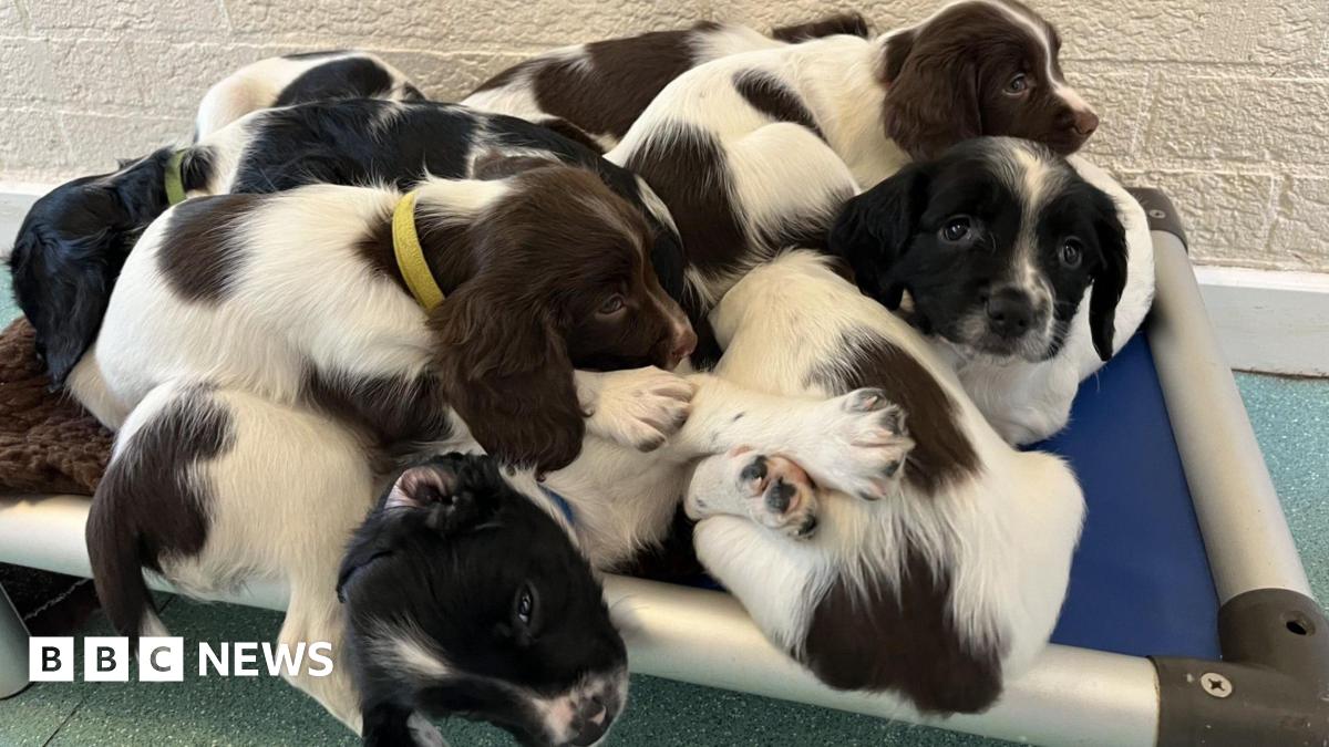 Surrey Police looking for puppy minders 1 Surrey Police looking for puppy minders