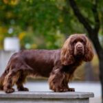 Sussex Spaniel Dog Breed Health and Care