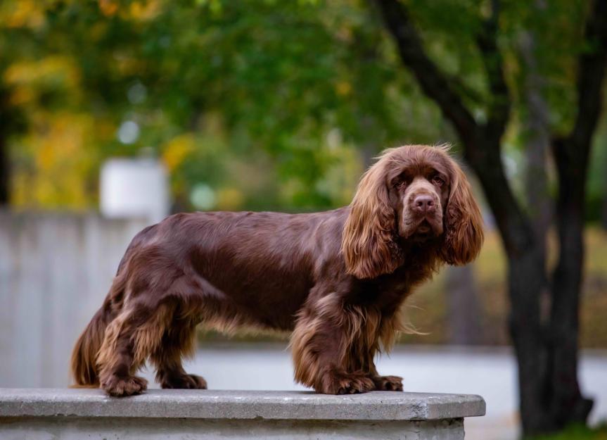 Sussex Spaniel Dog Breed Health and Care