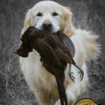 The Advanced Pet Gundog: A common sense approach…