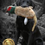 The Pet Gundog Puppy: A common sense approach to…