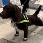 The digital detection dogs helping police sniff out technology