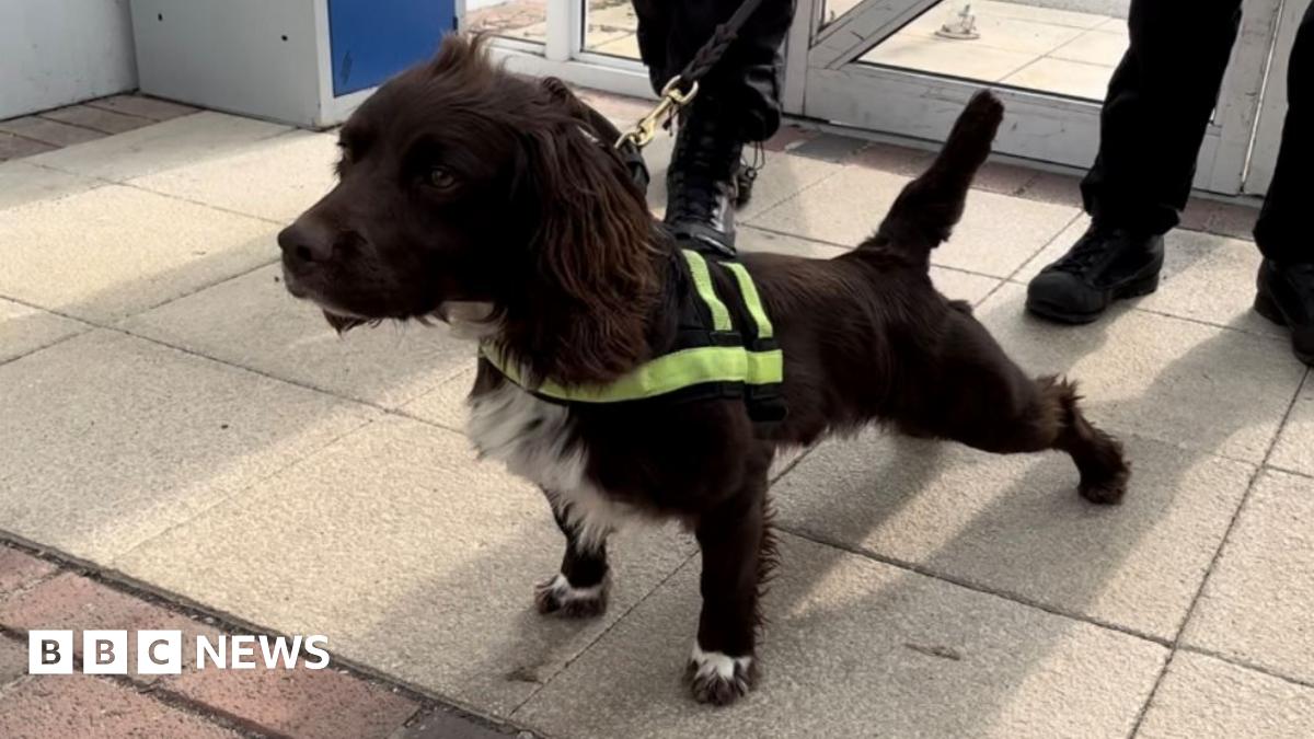 The digital detection dogs helping police sniff out technology 1 The digital detection dogs helping police sniff out technology