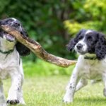 The three popular dog breeds training expert says new owners should avoid