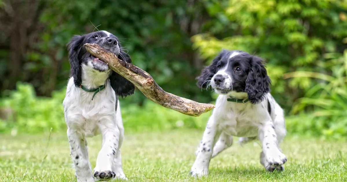The three popular dog breeds training expert says new owners should avoid 5 The three popular dog breeds training expert says new owners should avoid