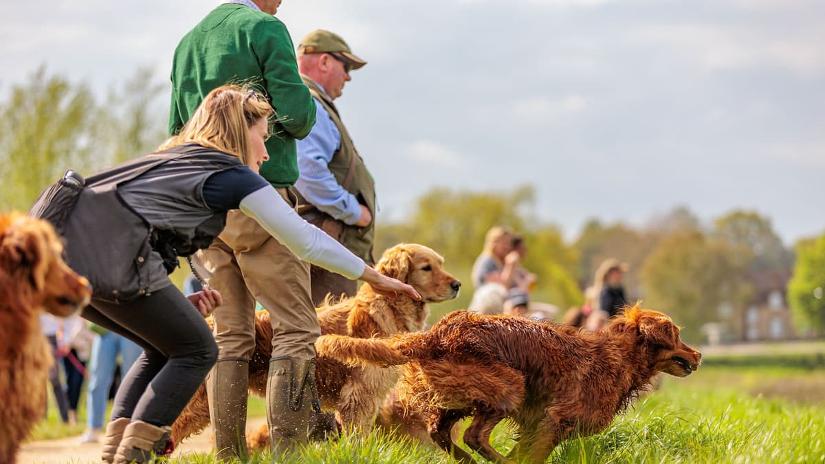UK's largest gundog challenge returns to raise funds for Midhurst care 15 UK’s largest gundog challenge returns to raise funds for Midhurst care