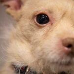 Senior Dog Month highlights the benefits of adopting older pets