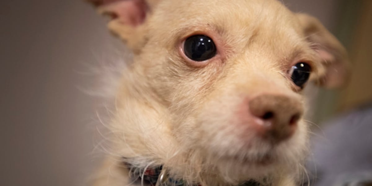 Senior Dog Month highlights the benefits of adopting older pets